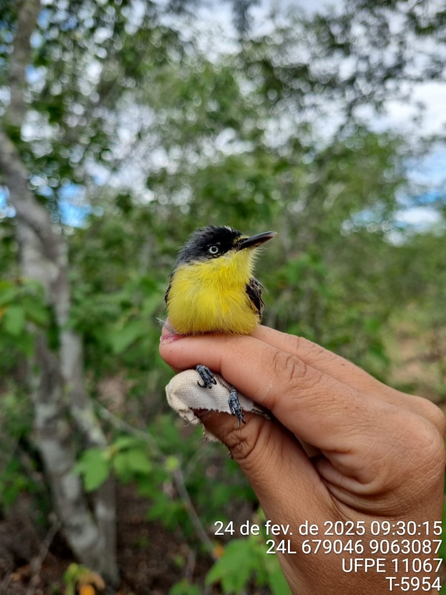 Common Tody-Flycatcher - ML645714930