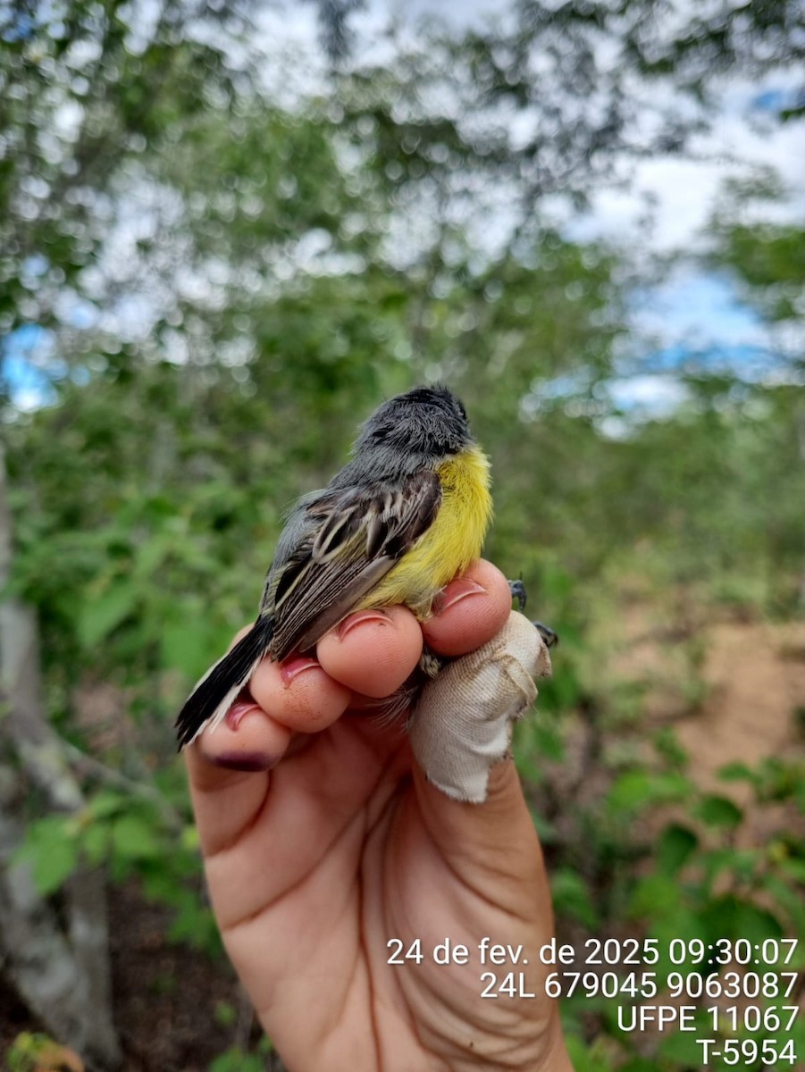Common Tody-Flycatcher - ML645714931