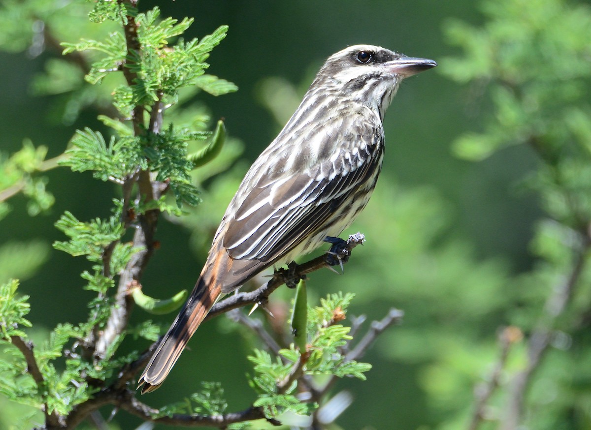 Streaked Flycatcher - ML645714943