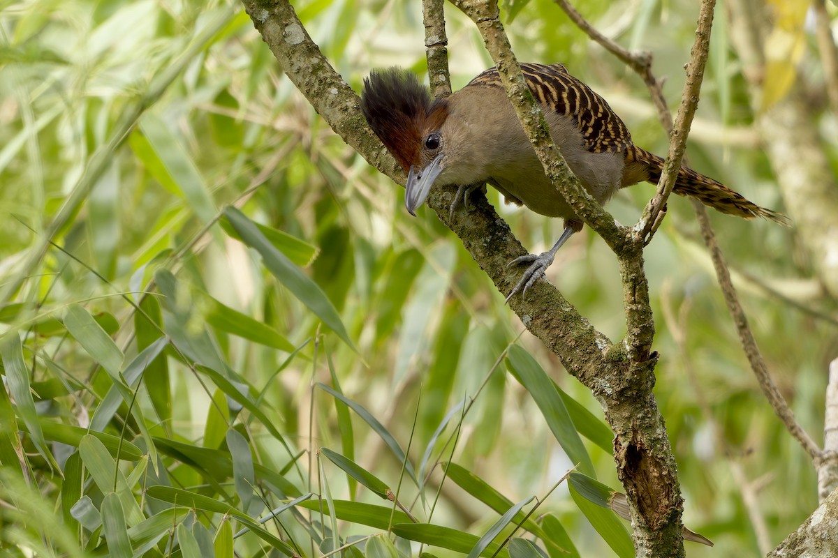 Giant Antshrike - ML645714946