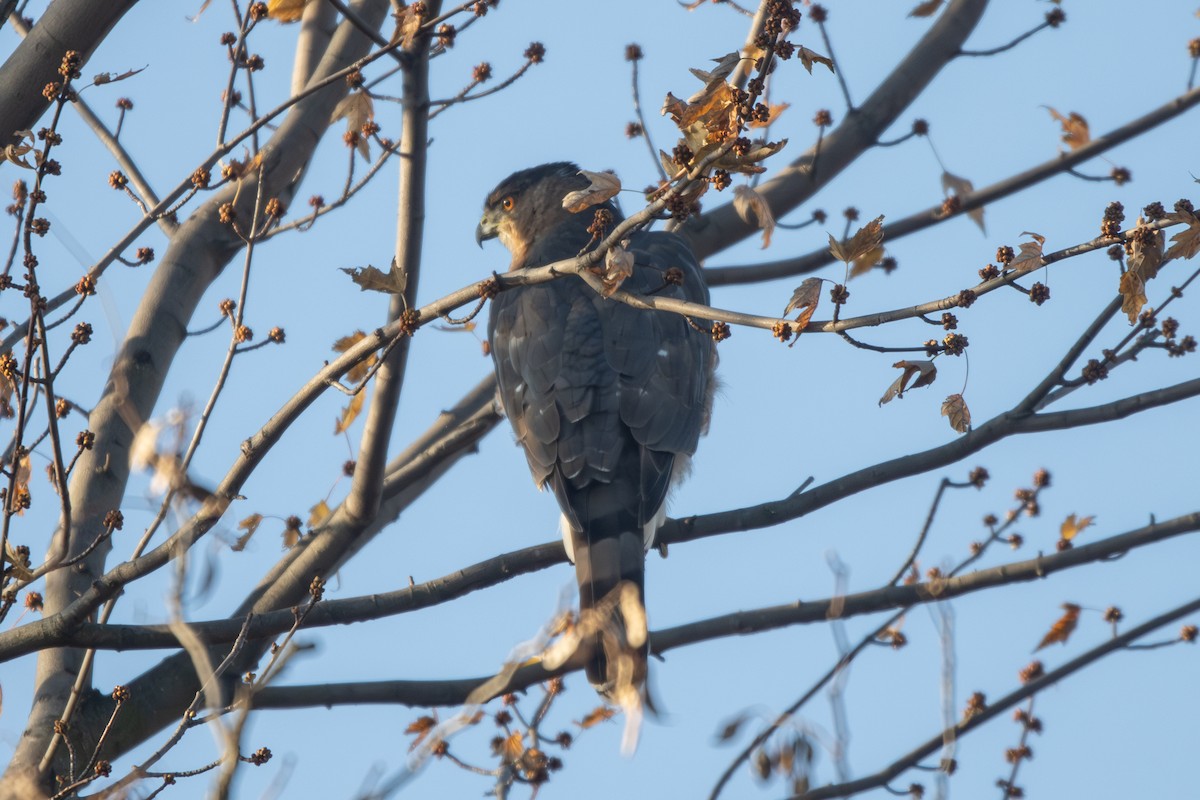 Cooper's Hawk - ML645714949