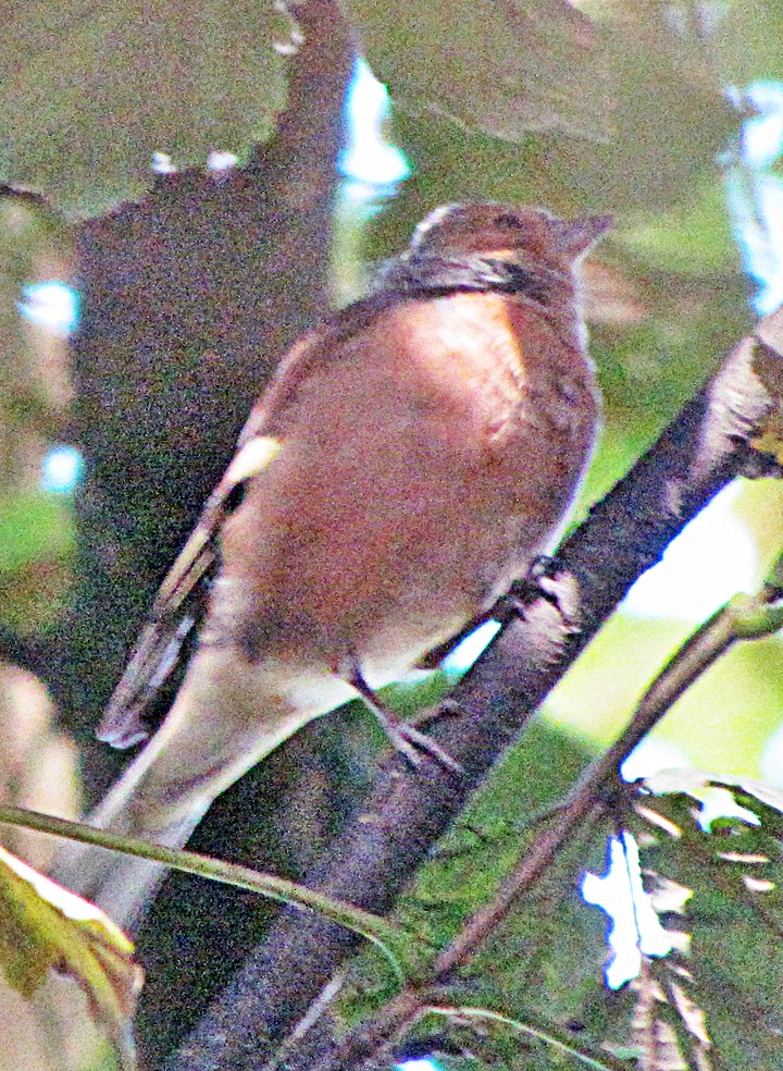 pěnkava obecná - ML645714952