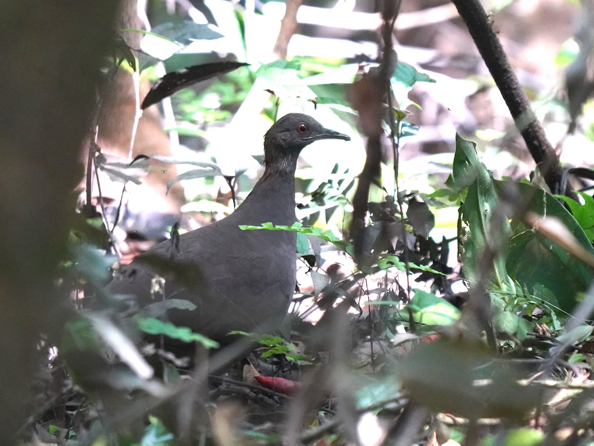 Karaca Tinamu - ML645714956