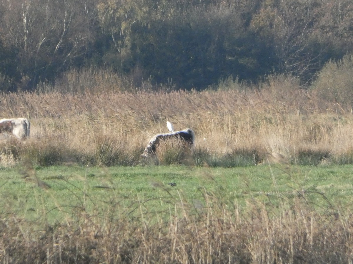Western Cattle-Egret - ML645714957
