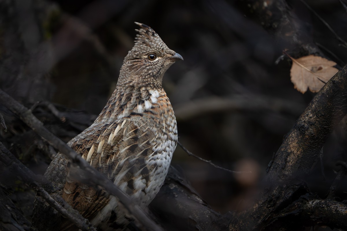 jeřábek kanadský - ML645714963