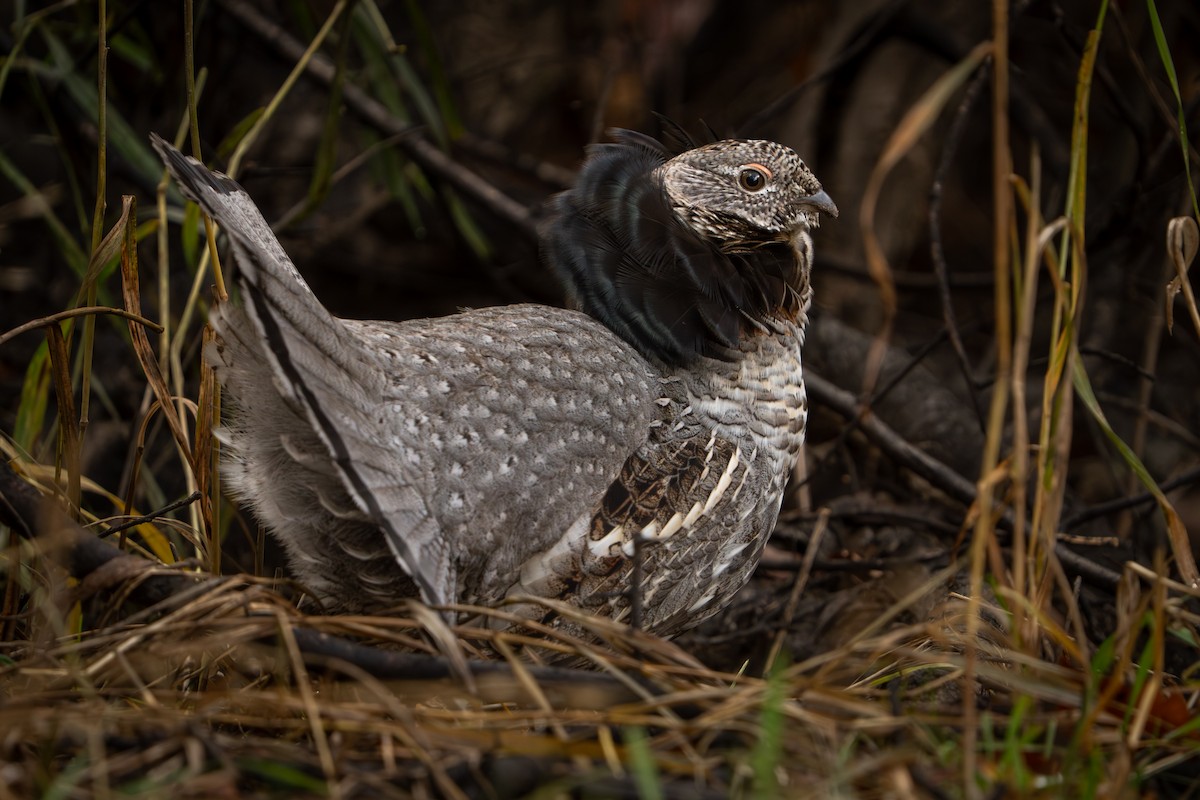 jeřábek kanadský - ML645714964