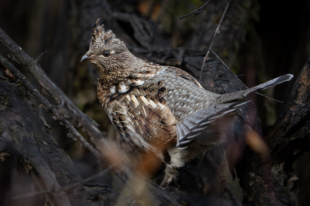 jeřábek kanadský - ML645714965