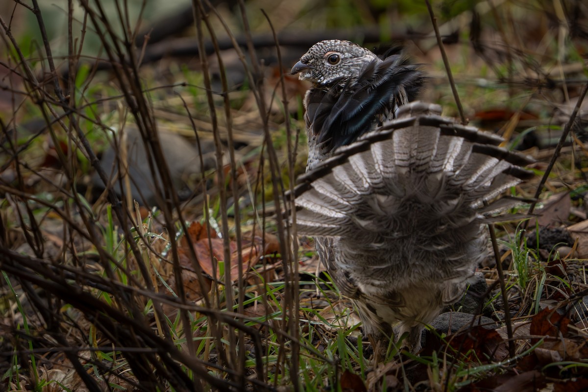 jeřábek kanadský - ML645714966