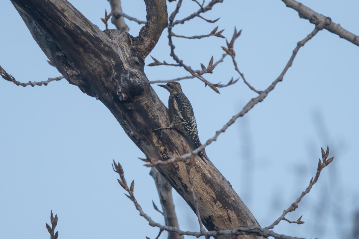 Yellow-bellied Sapsucker - ML645714967