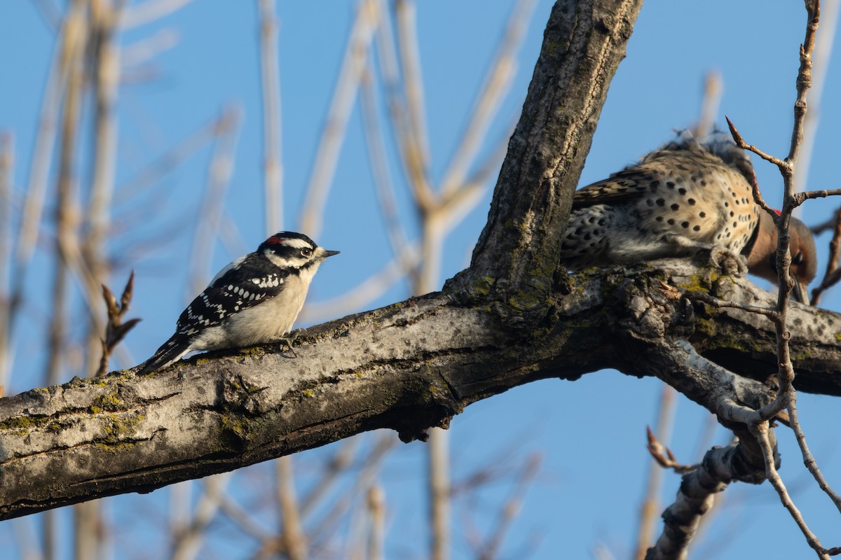Downy Woodpecker - ML645714971