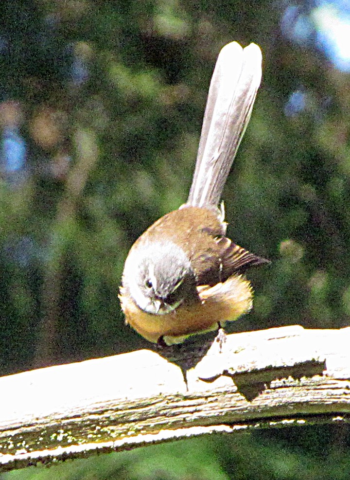 New Zealand Fantail - ML645714973