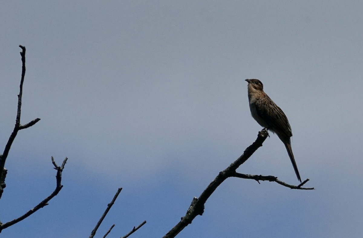 Striped Cuckoo - ML645714981