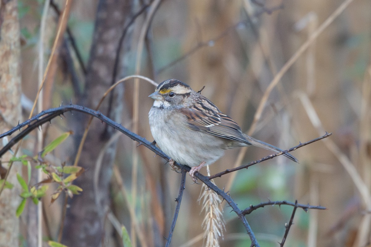 White-throated Sparrow - ML645714984