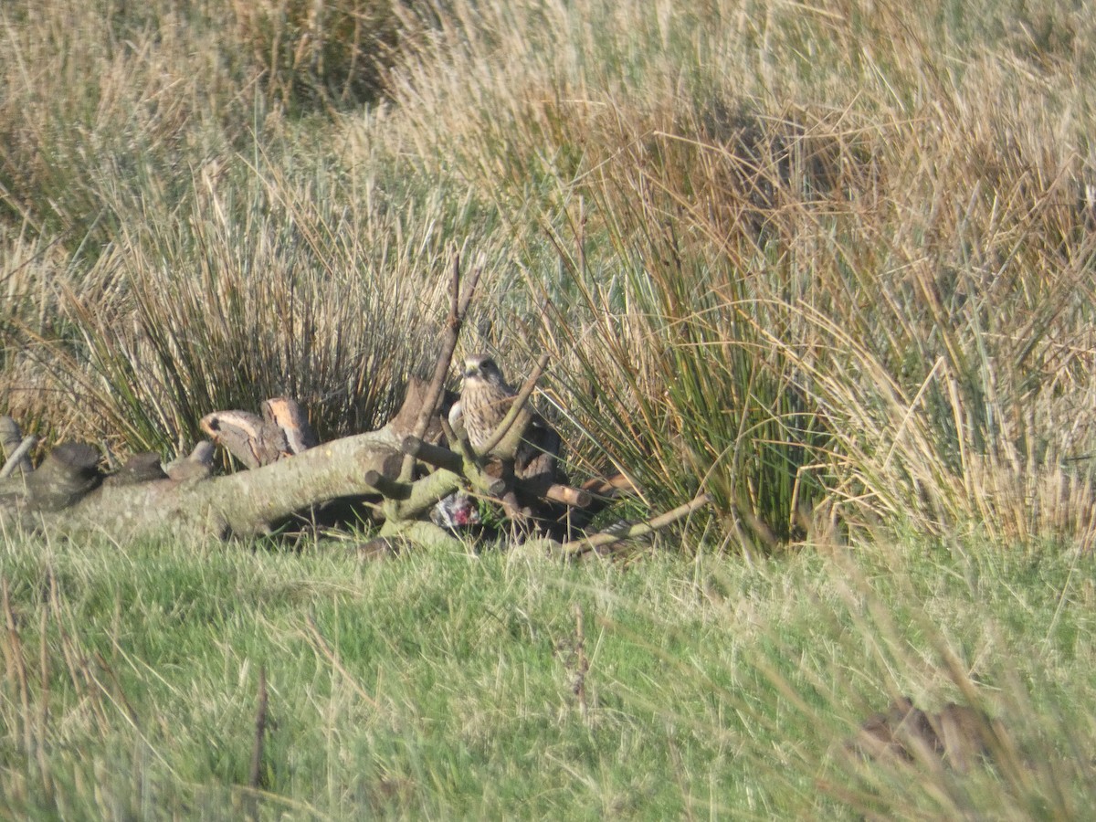 Eurasian Kestrel - ML645714985