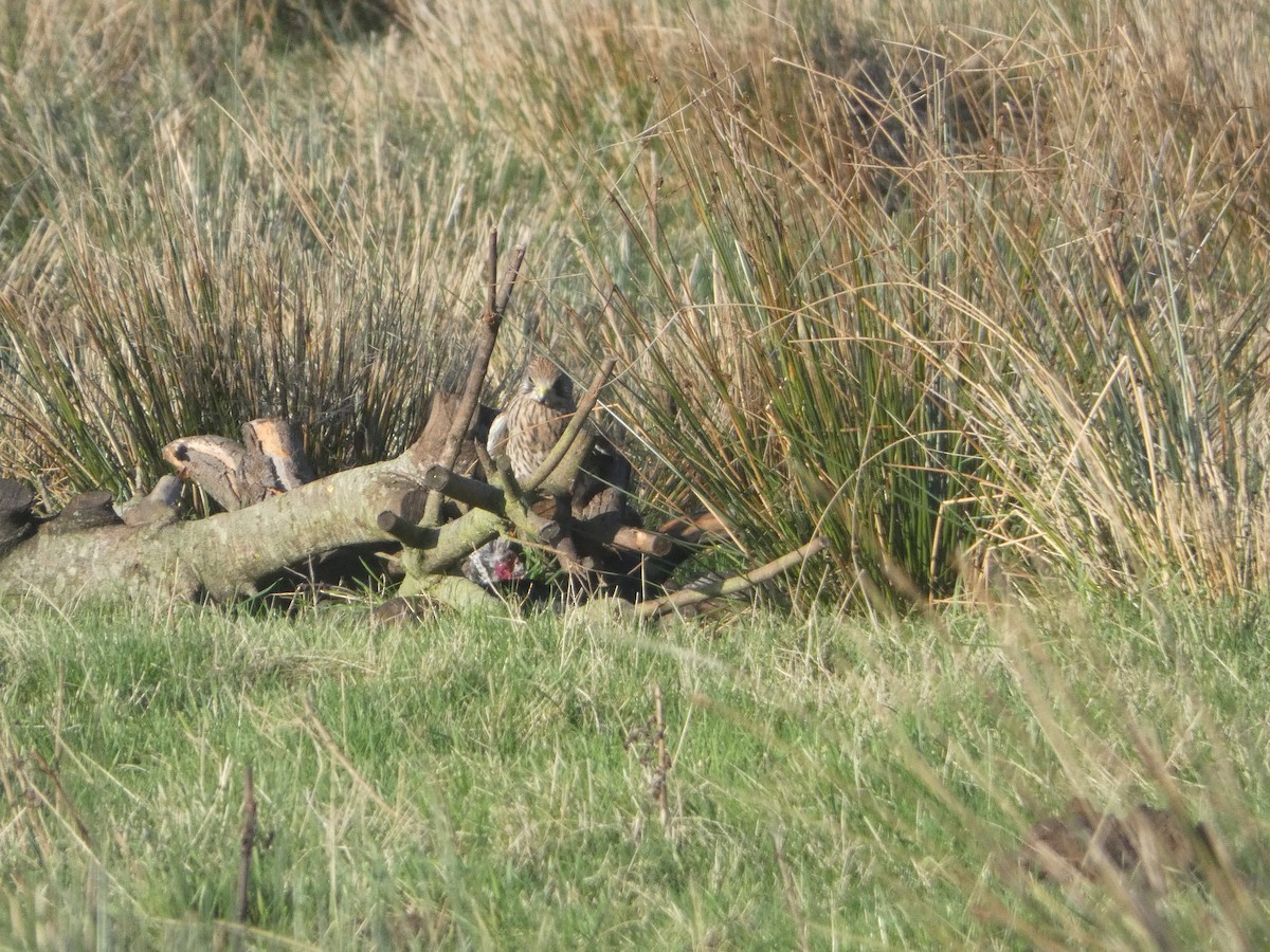 Eurasian Kestrel - ML645714986