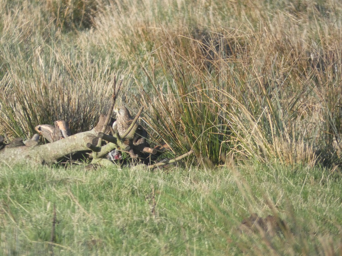 Eurasian Kestrel - ML645714987