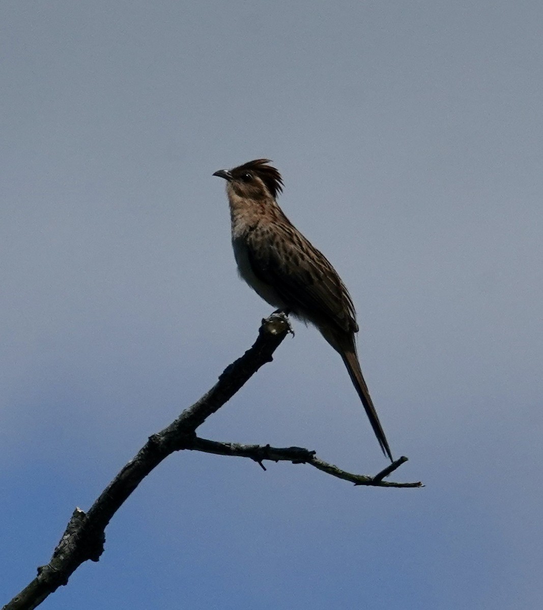 Striped Cuckoo - ML645715007
