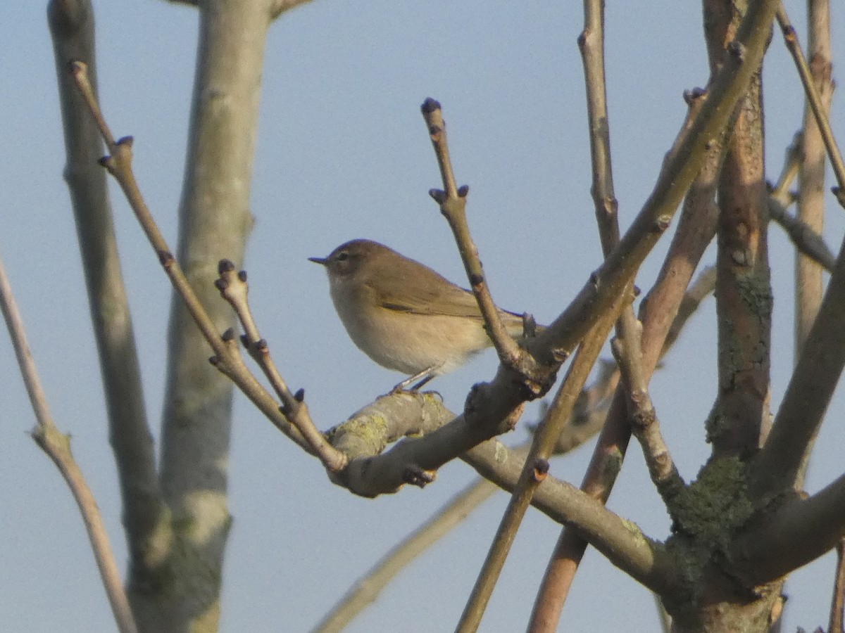 Common Chiffchaff - ML645715014