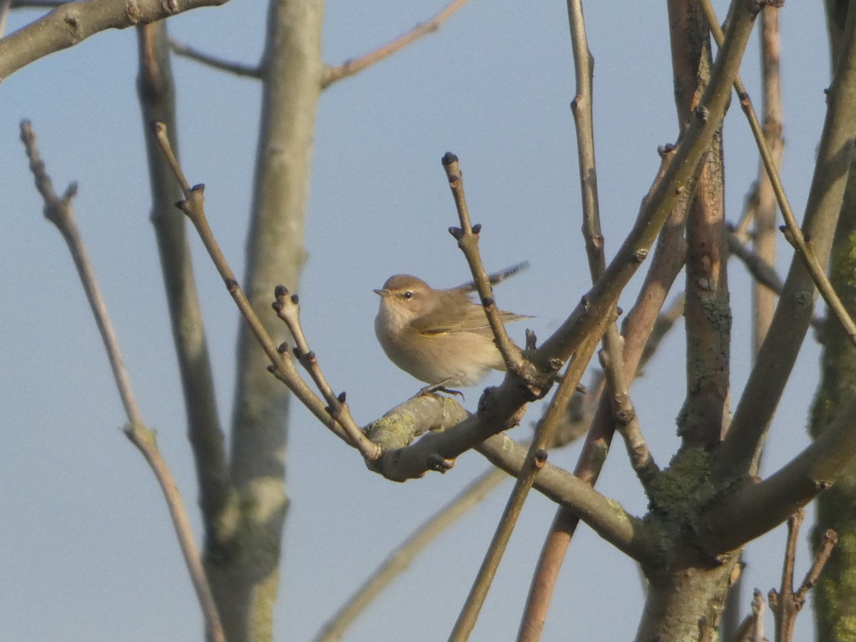Common Chiffchaff - ML645715015