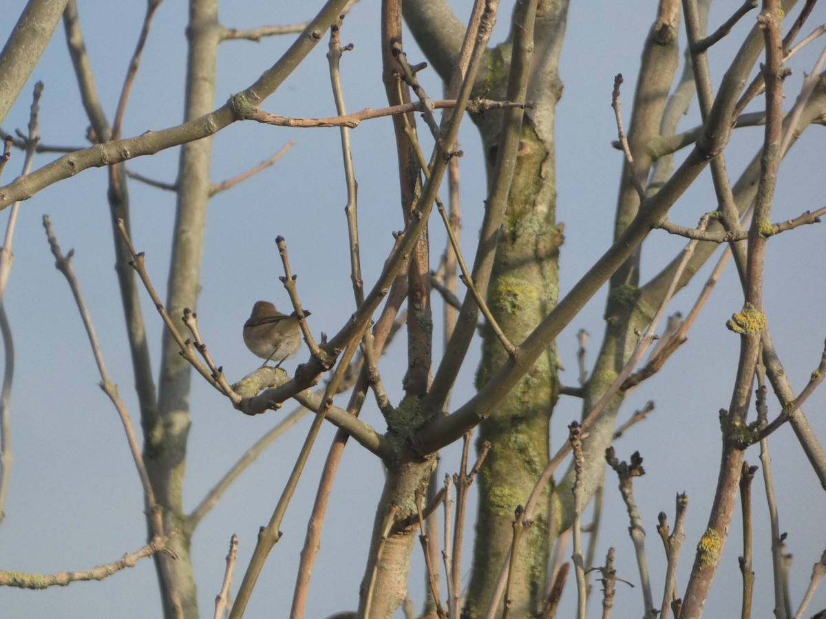 Common Chiffchaff - ML645715016