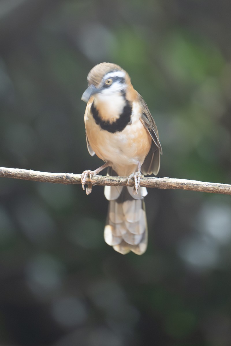 Lesser Necklaced Laughingthrush - ML645715017