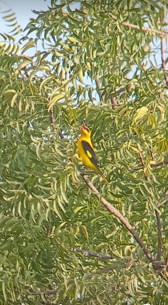 Indian Golden Oriole - ML645715018