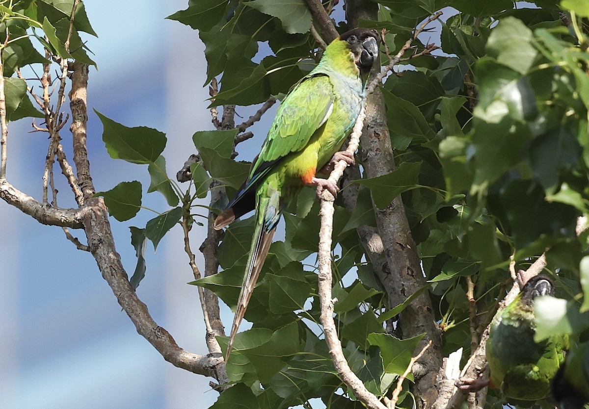 Nanday Parakeet - ML645715030