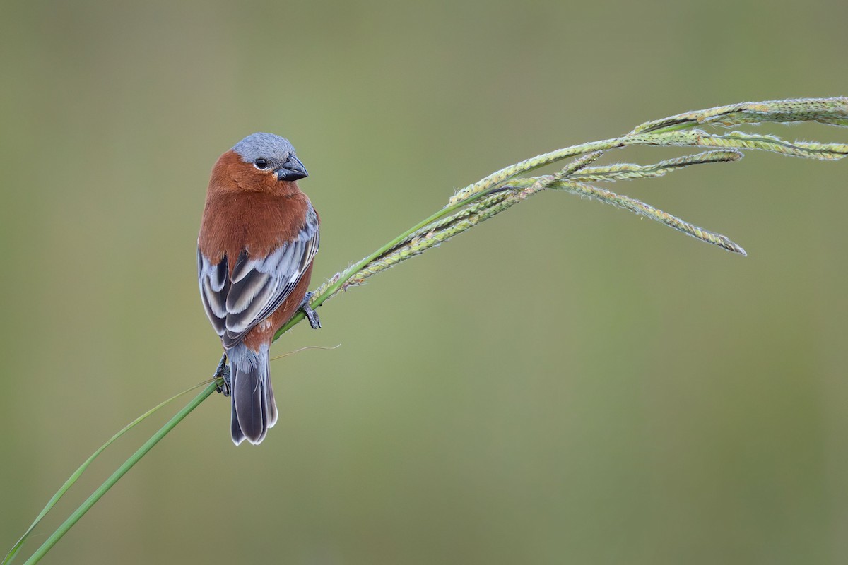 Chestnut Seedeater - ML645715040