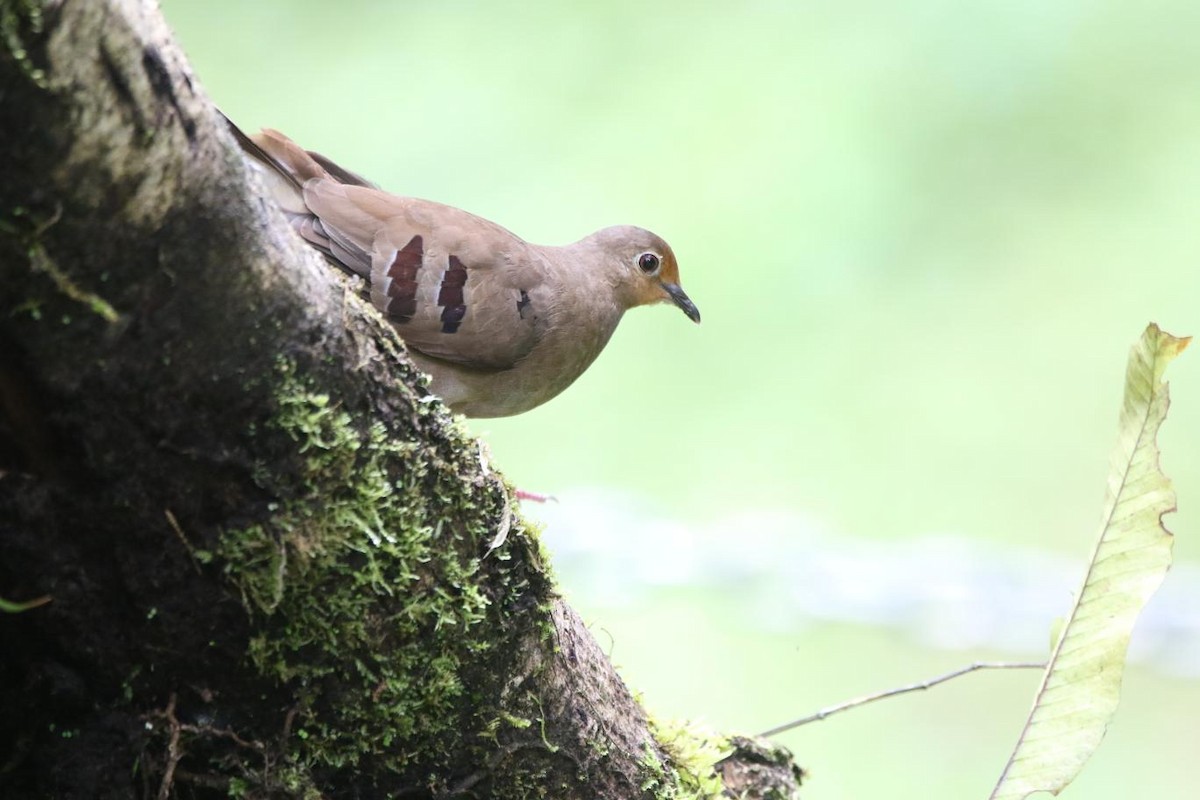 Mondetourtäubchen - ML645715041