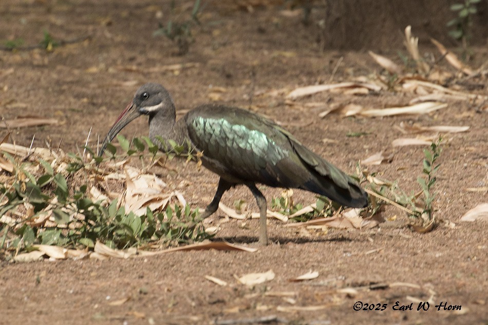 Hadada Ibis - ML645715057
