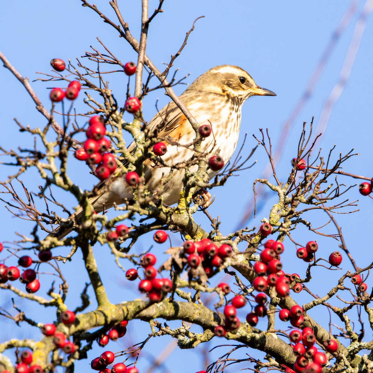 Redwing - ML645715066
