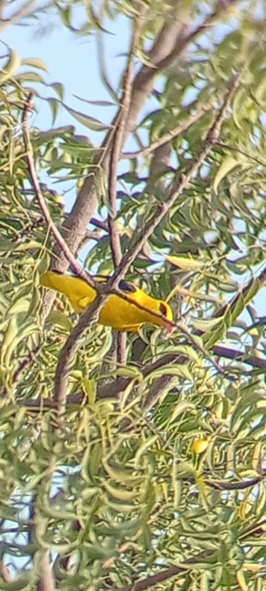 Indian Golden Oriole - ML645715070
