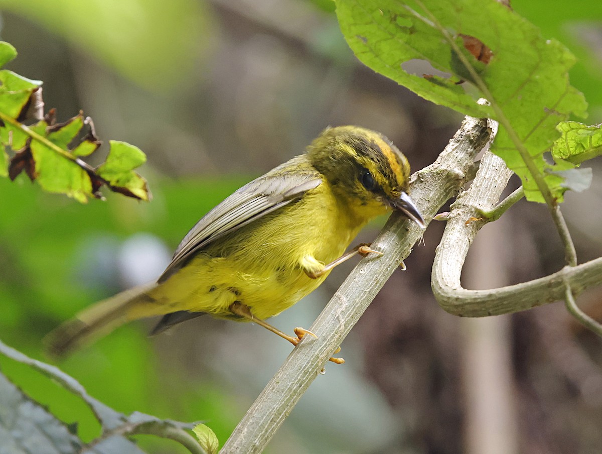 Cuzco Warbler - ML645715082