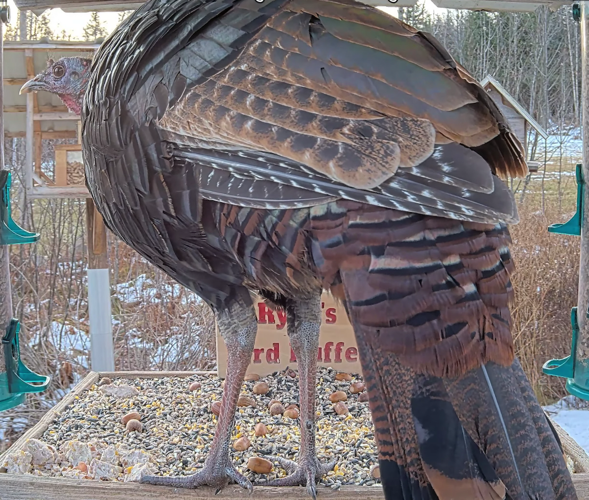 Tacchino selvatico - ML645715097