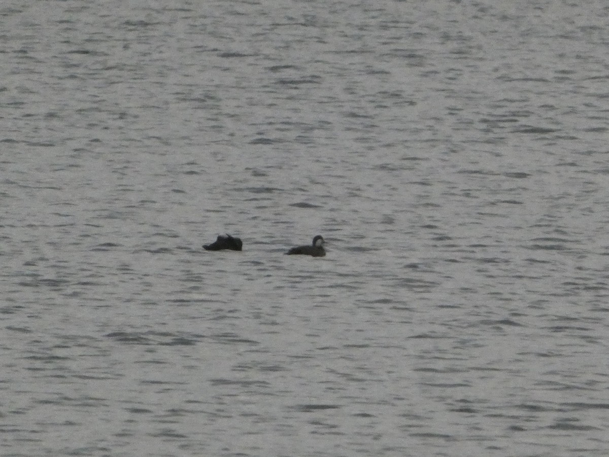 Ahatebeltz eurasiarra - ML645715102