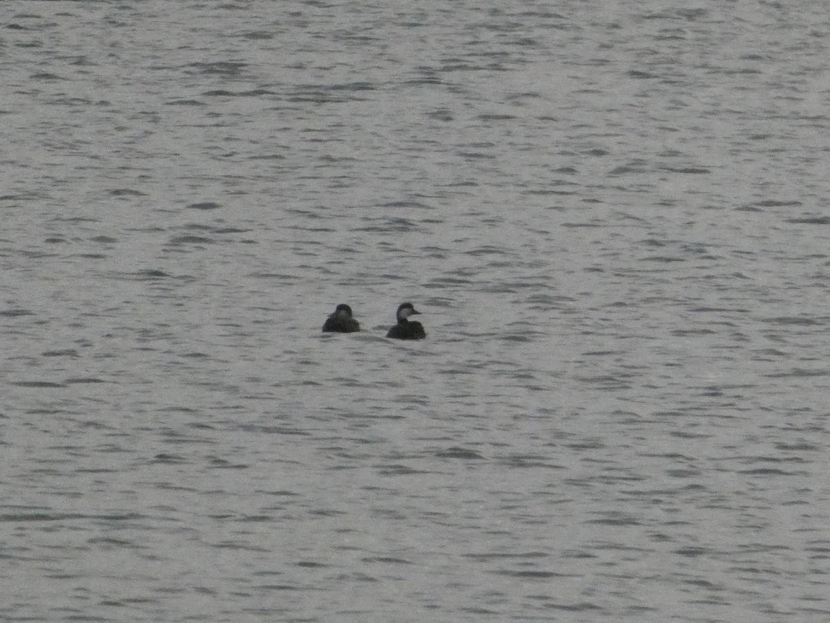 Ahatebeltz eurasiarra - ML645715103