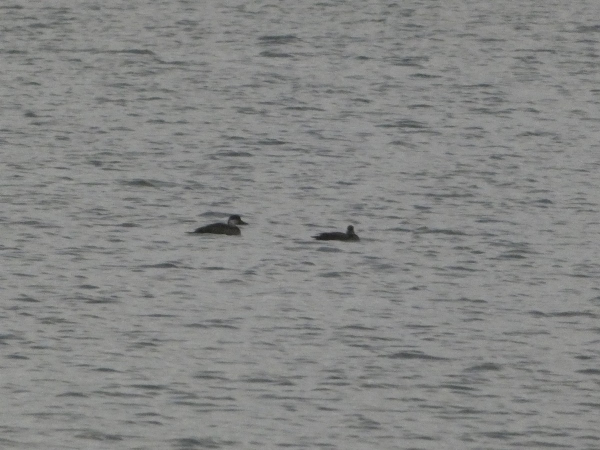 Common Scoter - ML645715104