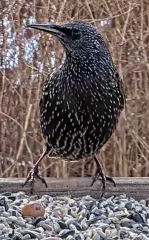 Storno - ML645715105