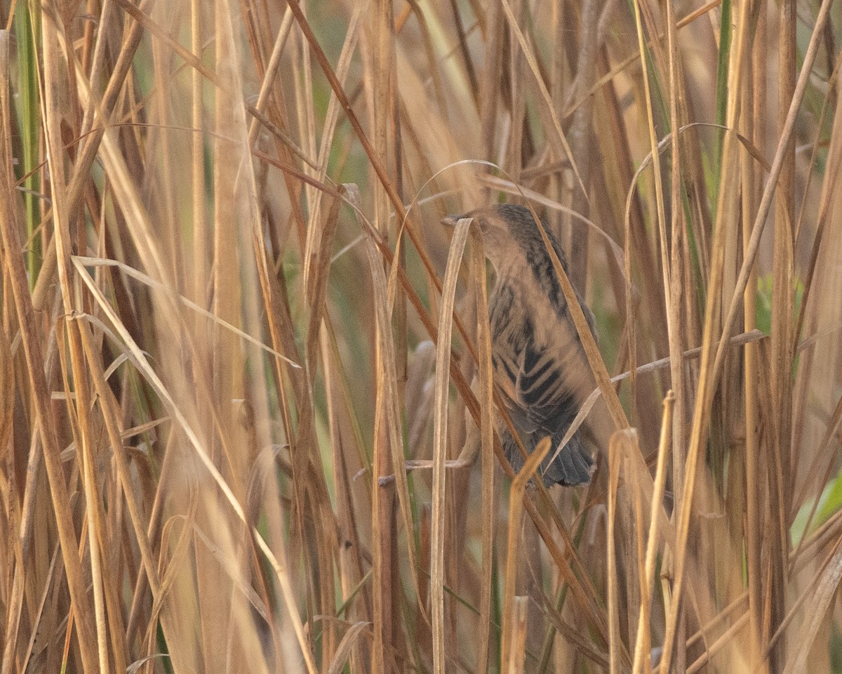 Bristled Grassbird - ML645715106