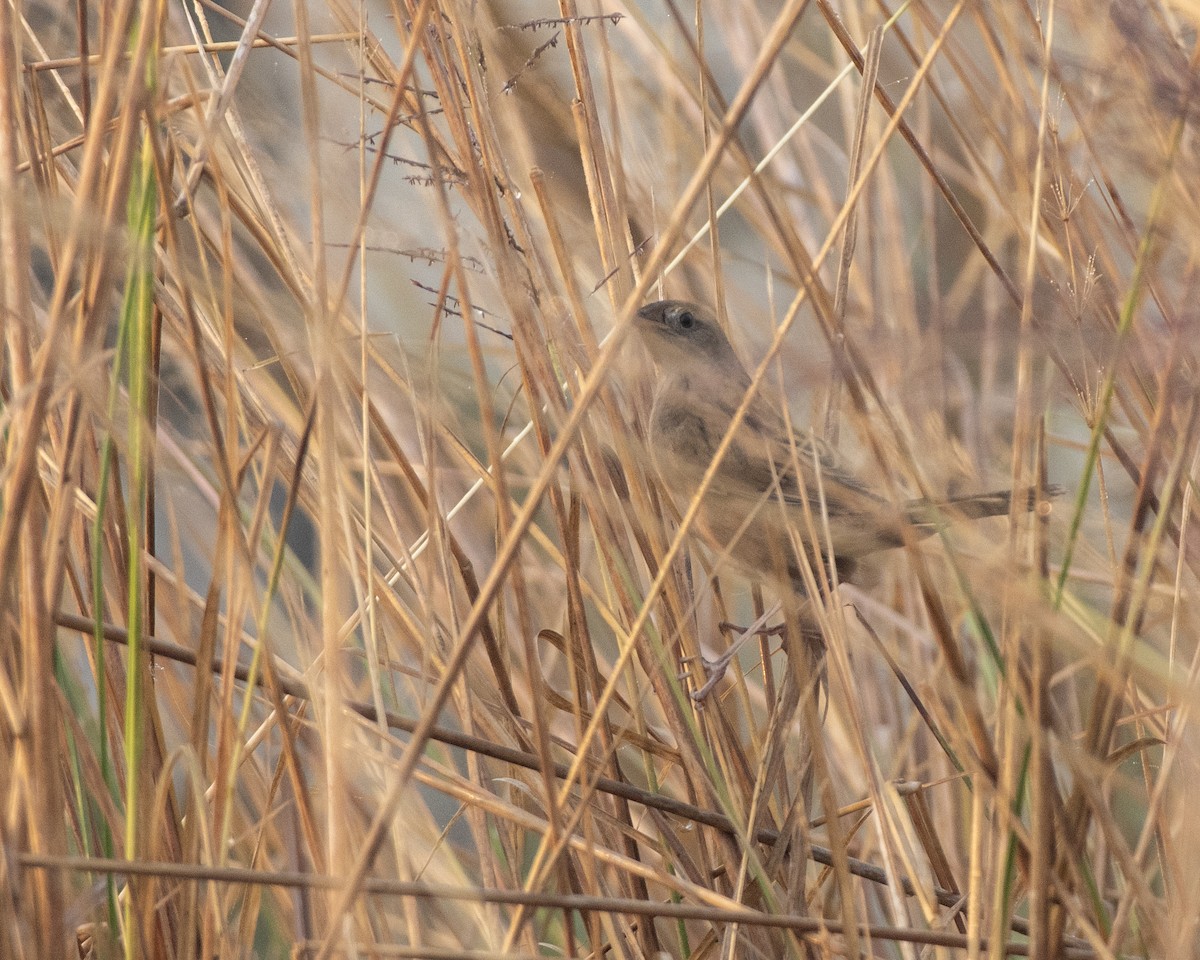 Bristled Grassbird - ML645715107