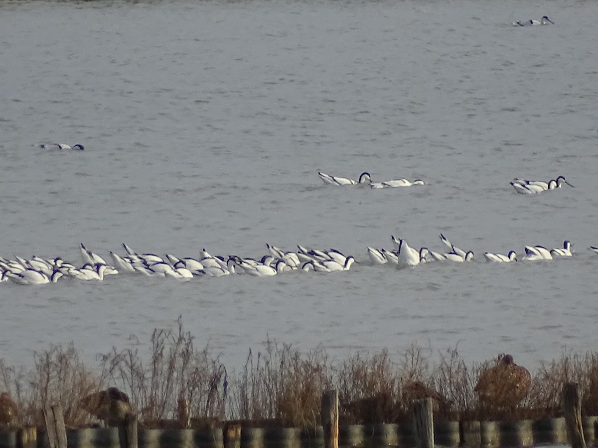 Pied Avocet - ML645715109