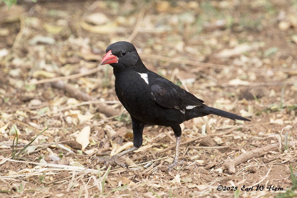 Red-billed Buffalo-Weaver - ML645715110
