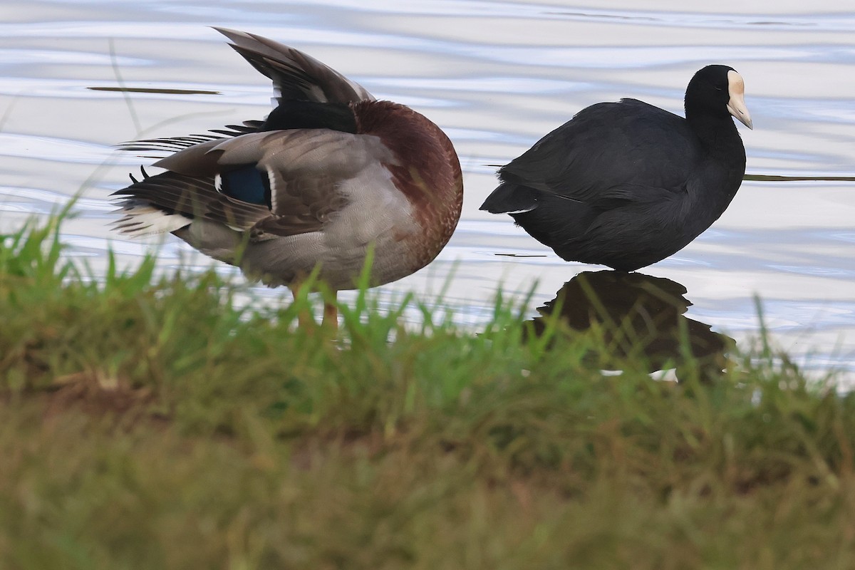 Mallard (Domestic type) - ML645715111