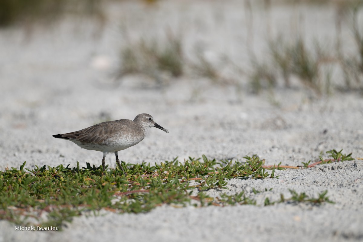 Red Knot - ML645715112