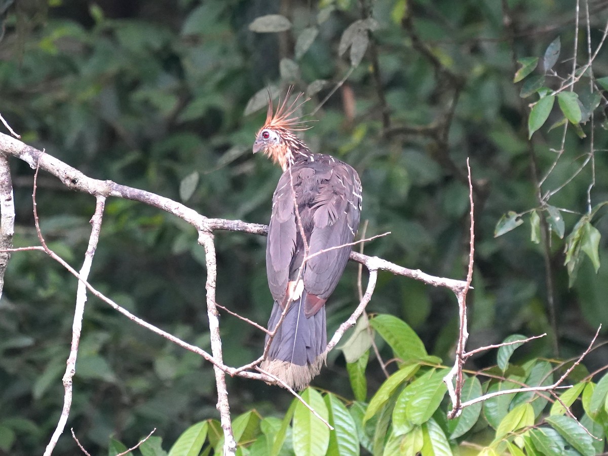 Hoatzin - ML645715113