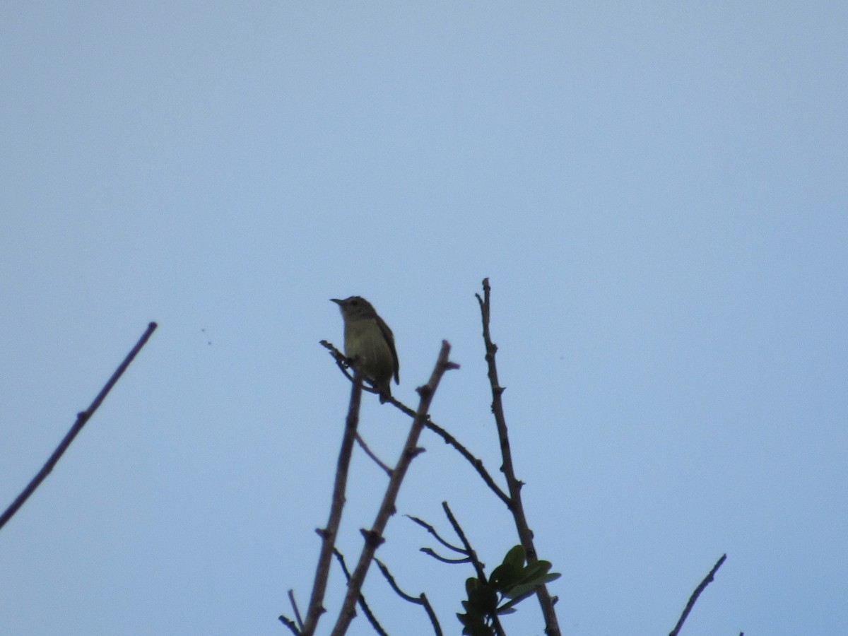 Pygmy Flowerpecker - ML645715114