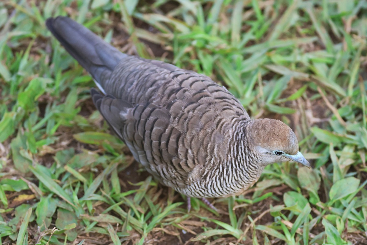 Zebra Dove - ML645715116