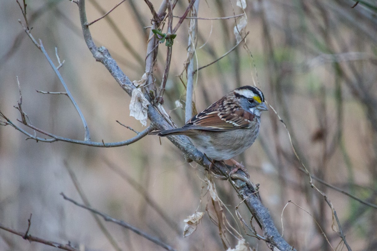 White-throated Sparrow - ML645715117