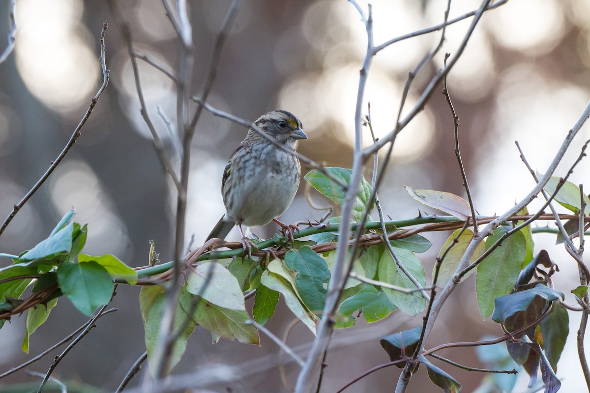 White-throated Sparrow - ML645715118