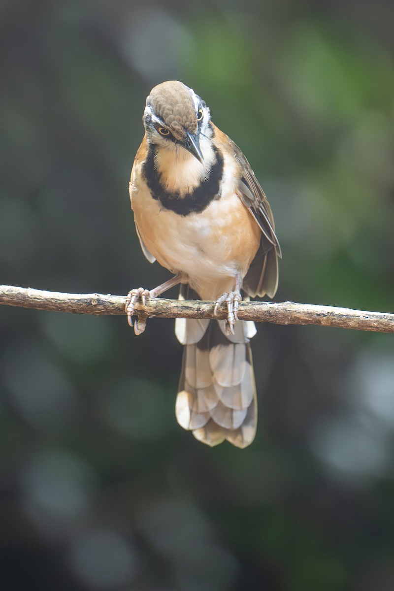 Lesser Necklaced Laughingthrush - ML645715119